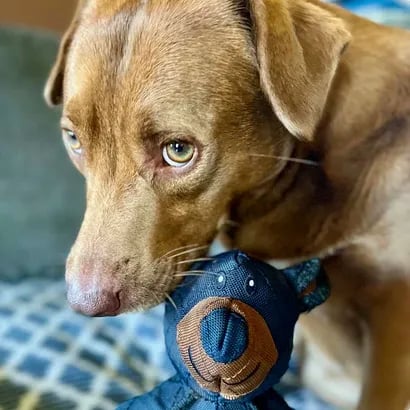 BearTough Indestructible Dog Chew Toy