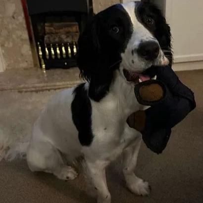 BearTough Indestructible Dog Chew Toy