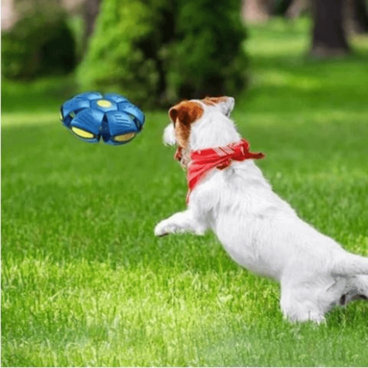 AeroBounce Interactive Dog Play Toy