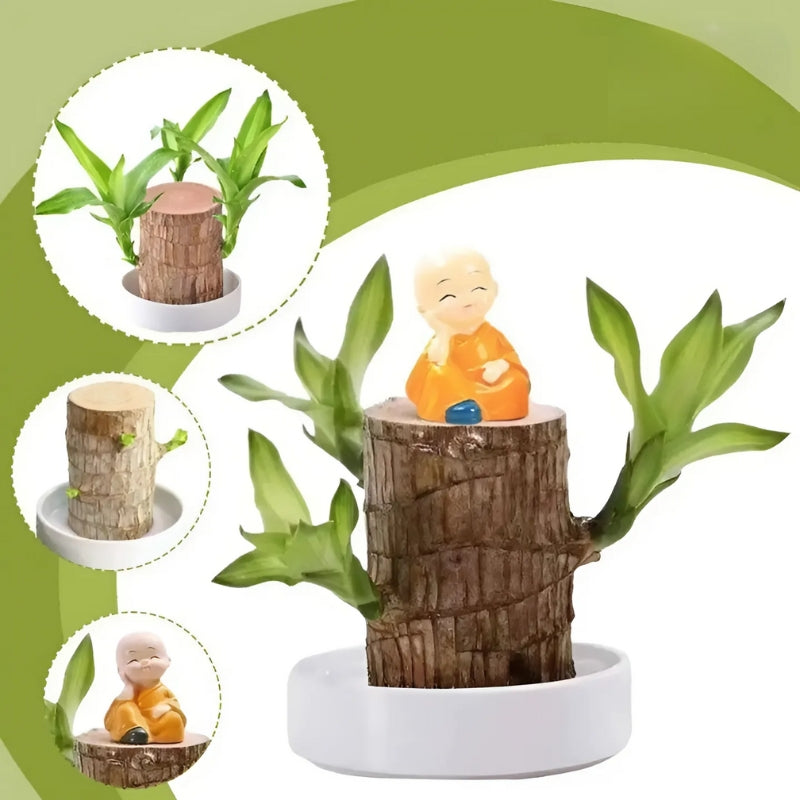 FortuneLeaf Brazilian Wood Plant